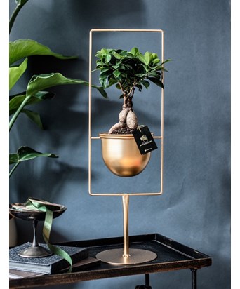 Stand Gold Saksıda Bonsai 55 cm